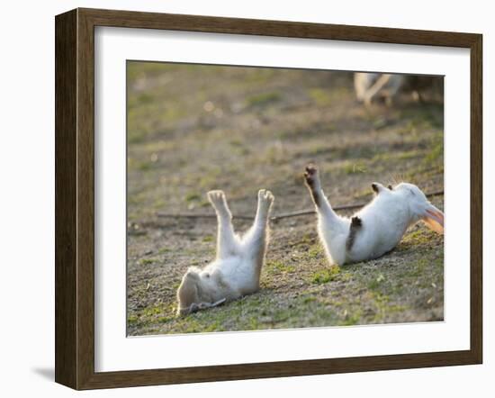Feral Domestic Rabbit (Oryctolagus Cuniculus) Baby Rabbits-Yukihiro Fukuda-Framed Photographic Print