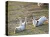 Feral Domestic Rabbit (Oryctolagus Cuniculus) Baby Rabbits-Yukihiro Fukuda-Stretched Canvas
