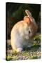 Feral Domestic Rabbit (Oryctolagus Cuniculus) Cleaning Its Face-Yukihiro Fukuda-Stretched Canvas