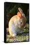Feral Domestic Rabbit (Oryctolagus Cuniculus) Cleaning Its Face-Yukihiro Fukuda-Framed Stretched Canvas