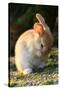 Feral Domestic Rabbit (Oryctolagus Cuniculus) Cleaning Its Face-Yukihiro Fukuda-Stretched Canvas