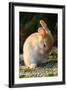 Feral Domestic Rabbit (Oryctolagus Cuniculus) Cleaning Its Face-Yukihiro Fukuda-Framed Photographic Print