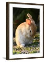 Feral Domestic Rabbit (Oryctolagus Cuniculus) Cleaning Its Face-Yukihiro Fukuda-Framed Photographic Print