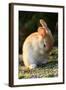 Feral Domestic Rabbit (Oryctolagus Cuniculus) Cleaning Its Face-Yukihiro Fukuda-Framed Photographic Print