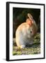 Feral Domestic Rabbit (Oryctolagus Cuniculus) Cleaning Its Face-Yukihiro Fukuda-Framed Photographic Print