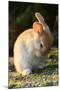 Feral Domestic Rabbit (Oryctolagus Cuniculus) Cleaning Its Face-Yukihiro Fukuda-Mounted Photographic Print