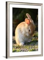 Feral Domestic Rabbit (Oryctolagus Cuniculus) Cleaning Its Face-Yukihiro Fukuda-Framed Photographic Print