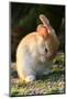 Feral Domestic Rabbit (Oryctolagus Cuniculus) Cleaning Its Face-Yukihiro Fukuda-Mounted Photographic Print