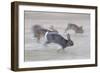 Feral Domestic Rabbit (Oryctolagus Cuniculus) Group Running From Bird Of Prey-Yukihiro Fukuda-Framed Photographic Print