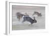 Feral Domestic Rabbit (Oryctolagus Cuniculus) Group Running From Bird Of Prey-Yukihiro Fukuda-Framed Photographic Print