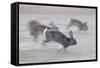 Feral Domestic Rabbit (Oryctolagus Cuniculus) Group Running From Bird Of Prey-Yukihiro Fukuda-Framed Stretched Canvas