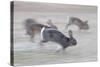 Feral Domestic Rabbit (Oryctolagus Cuniculus) Group Running From Bird Of Prey-Yukihiro Fukuda-Stretched Canvas