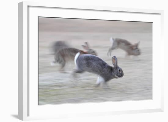 Feral Domestic Rabbit (Oryctolagus Cuniculus) Group Running From Bird Of Prey-Yukihiro Fukuda-Framed Photographic Print