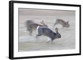 Feral Domestic Rabbit (Oryctolagus Cuniculus) Group Running From Bird Of Prey-Yukihiro Fukuda-Framed Photographic Print