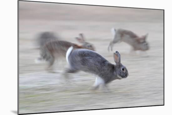 Feral Domestic Rabbit (Oryctolagus Cuniculus) Group Running From Bird Of Prey-Yukihiro Fukuda-Mounted Photographic Print