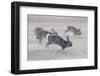 Feral Domestic Rabbit (Oryctolagus Cuniculus) Group Running From Bird Of Prey-Yukihiro Fukuda-Framed Photographic Print