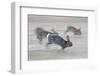 Feral Domestic Rabbit (Oryctolagus Cuniculus) Group Running From Bird Of Prey-Yukihiro Fukuda-Framed Photographic Print