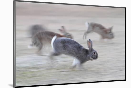 Feral Domestic Rabbit (Oryctolagus Cuniculus) Group Running From Bird Of Prey-Yukihiro Fukuda-Mounted Photographic Print
