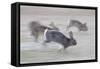 Feral Domestic Rabbit (Oryctolagus Cuniculus) Group Running From Bird Of Prey-Yukihiro Fukuda-Framed Stretched Canvas