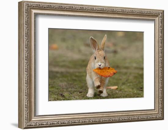 Feral Domestic Rabbit (Oryctolagus Cuniculus) Juvenile Running With Dead Leaf In Mouth-Yukihiro Fukuda-Framed Photographic Print