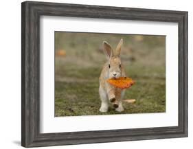 Feral Domestic Rabbit (Oryctolagus Cuniculus) Juvenile Running With Dead Leaf In Mouth-Yukihiro Fukuda-Framed Photographic Print