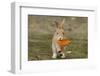 Feral Domestic Rabbit (Oryctolagus Cuniculus) Juvenile Running With Dead Leaf In Mouth-Yukihiro Fukuda-Framed Photographic Print