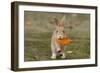 Feral Domestic Rabbit (Oryctolagus Cuniculus) Juvenile Running With Dead Leaf In Mouth-Yukihiro Fukuda-Framed Photographic Print