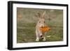 Feral Domestic Rabbit (Oryctolagus Cuniculus) Juvenile Running With Dead Leaf In Mouth-Yukihiro Fukuda-Framed Photographic Print