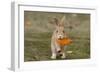 Feral Domestic Rabbit (Oryctolagus Cuniculus) Juvenile Running With Dead Leaf In Mouth-Yukihiro Fukuda-Framed Photographic Print