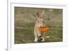 Feral Domestic Rabbit (Oryctolagus Cuniculus) Juvenile Running With Dead Leaf In Mouth-Yukihiro Fukuda-Framed Photographic Print