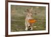 Feral Domestic Rabbit (Oryctolagus Cuniculus) Juvenile Running With Dead Leaf In Mouth-Yukihiro Fukuda-Framed Photographic Print