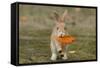 Feral Domestic Rabbit (Oryctolagus Cuniculus) Juvenile Running With Dead Leaf In Mouth-Yukihiro Fukuda-Framed Stretched Canvas