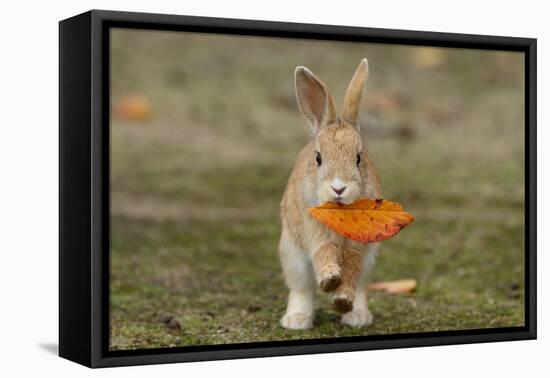 Feral Domestic Rabbit (Oryctolagus Cuniculus) Juvenile Running With Dead Leaf In Mouth-Yukihiro Fukuda-Framed Stretched Canvas