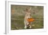 Feral Domestic Rabbit (Oryctolagus Cuniculus) Juvenile Running With Dead Leaf In Mouth-Yukihiro Fukuda-Framed Photographic Print