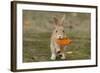 Feral Domestic Rabbit (Oryctolagus Cuniculus) Juvenile Running With Dead Leaf In Mouth-Yukihiro Fukuda-Framed Photographic Print