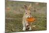 Feral Domestic Rabbit (Oryctolagus Cuniculus) Juvenile Running With Dead Leaf In Mouth-Yukihiro Fukuda-Mounted Photographic Print