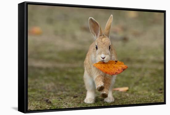 Feral Domestic Rabbit (Oryctolagus Cuniculus) Juvenile Running With Dead Leaf In Mouth-Yukihiro Fukuda-Framed Stretched Canvas