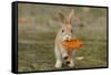 Feral Domestic Rabbit (Oryctolagus Cuniculus) Juvenile Running With Dead Leaf In Mouth-Yukihiro Fukuda-Framed Stretched Canvas