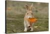 Feral Domestic Rabbit (Oryctolagus Cuniculus) Juvenile Running With Dead Leaf In Mouth-Yukihiro Fukuda-Stretched Canvas