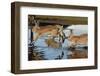 Feral Domestic Rabbit (Oryctolagus Cuniculus) Running in Puddle-Yukihiro Fukuda-Framed Photographic Print