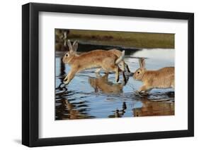 Feral Domestic Rabbit (Oryctolagus Cuniculus) Running in Puddle-Yukihiro Fukuda-Framed Photographic Print