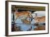 Feral Domestic Rabbit (Oryctolagus Cuniculus) Running in Puddle-Yukihiro Fukuda-Framed Photographic Print