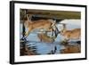 Feral Domestic Rabbit (Oryctolagus Cuniculus) Running in Puddle-Yukihiro Fukuda-Framed Photographic Print