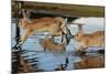 Feral Domestic Rabbit (Oryctolagus Cuniculus) Running in Puddle-Yukihiro Fukuda-Mounted Photographic Print