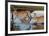 Feral Domestic Rabbit (Oryctolagus Cuniculus) Running in Puddle-Yukihiro Fukuda-Framed Photographic Print