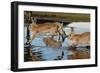 Feral Domestic Rabbit (Oryctolagus Cuniculus) Running in Puddle-Yukihiro Fukuda-Framed Photographic Print