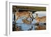 Feral Domestic Rabbit (Oryctolagus Cuniculus) Running in Puddle-Yukihiro Fukuda-Framed Photographic Print