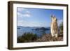 Feral Domestic Rabbit (Oryctolagus Cuniculus) Standing On Hind Legs On Coast-Yukihiro Fukuda-Framed Photographic Print