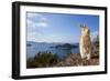 Feral Domestic Rabbit (Oryctolagus Cuniculus) Standing On Hind Legs On Coast-Yukihiro Fukuda-Framed Photographic Print