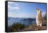 Feral Domestic Rabbit (Oryctolagus Cuniculus) Standing On Hind Legs On Coast-Yukihiro Fukuda-Framed Stretched Canvas